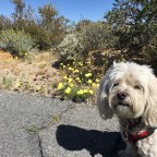 Full Bloom – Joshua Tree National Park